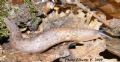 Limax bivonae